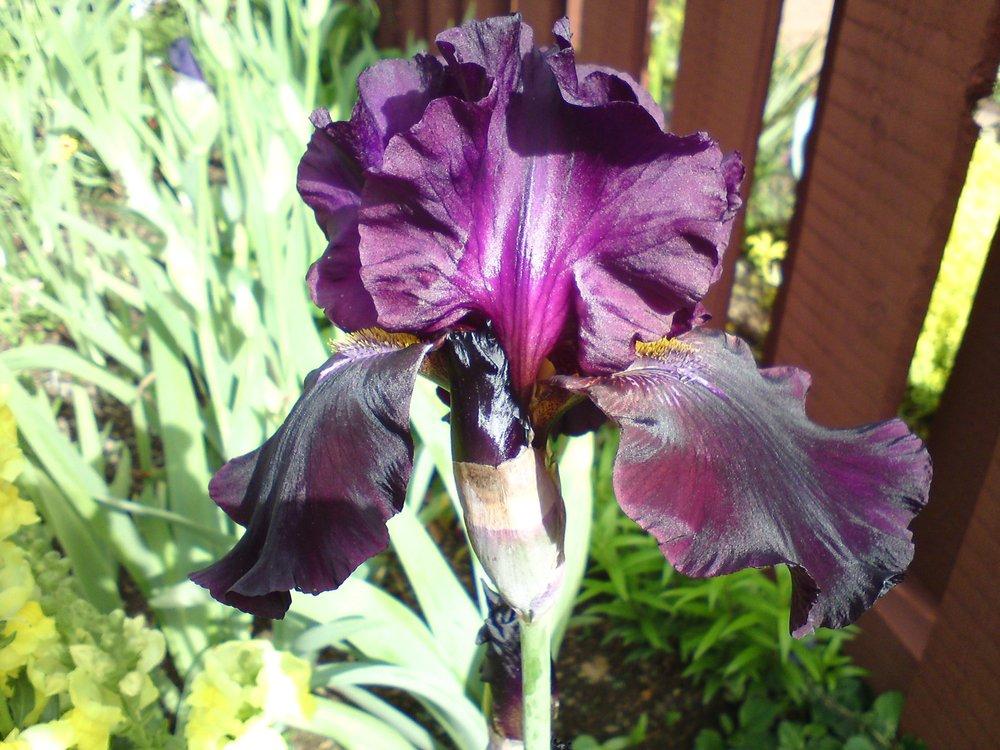 Photo of Tall Bearded Iris (Iris 'Harlem Hussy') uploaded by LynDC