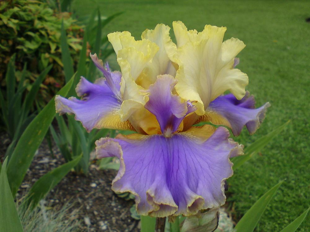 Photo of Tall Bearded Iris (Iris 'Doodads') uploaded by LynDC
