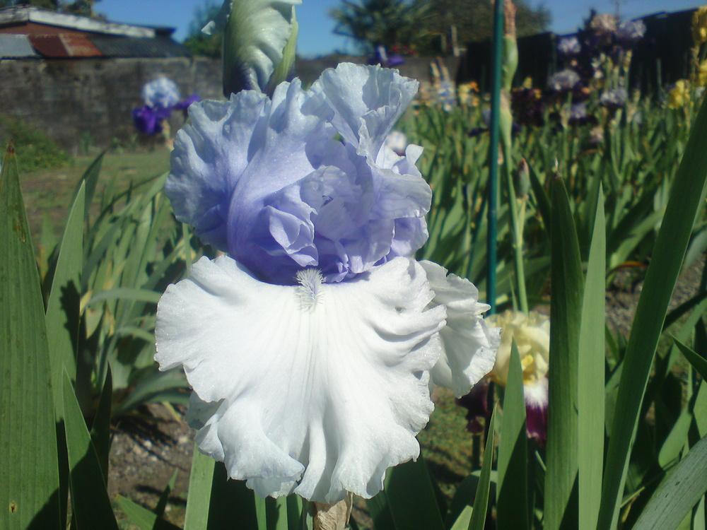 Photo of Tall Bearded Iris (Iris 'Wintry Sky') uploaded by LynDC