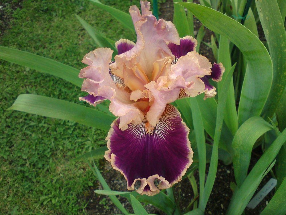 Photo of Tall Bearded Iris (Iris 'Latin Lark') uploaded by LynDC