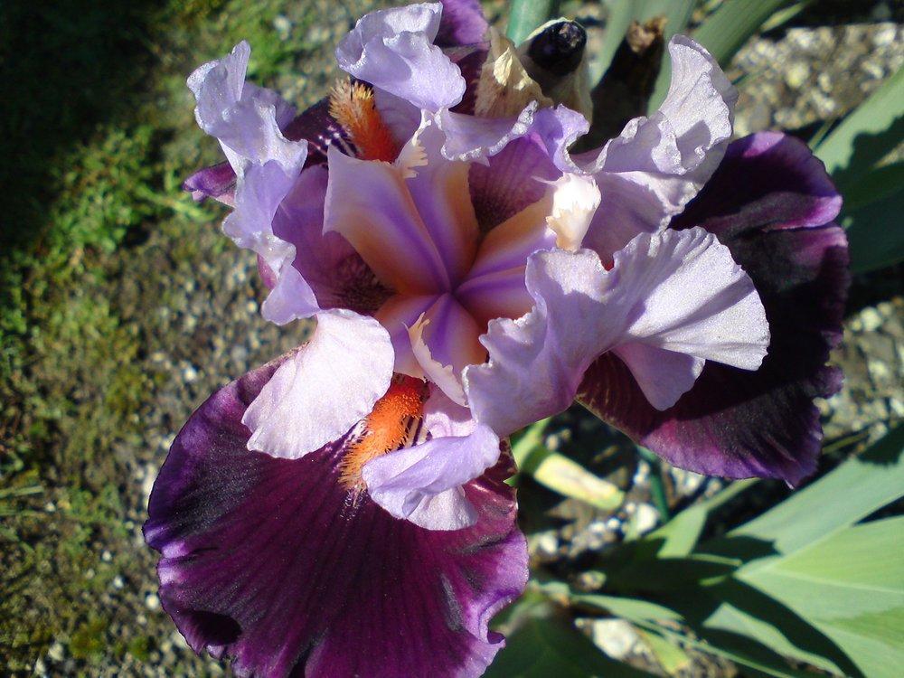 Photo of Tall Bearded Iris (Iris 'Pass the Wine') uploaded by LynDC