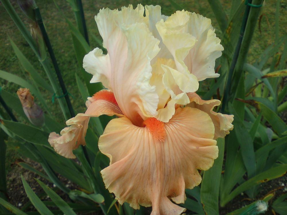 Photo of Tall Bearded Iris (Iris 'Rare Find') uploaded by LynDC