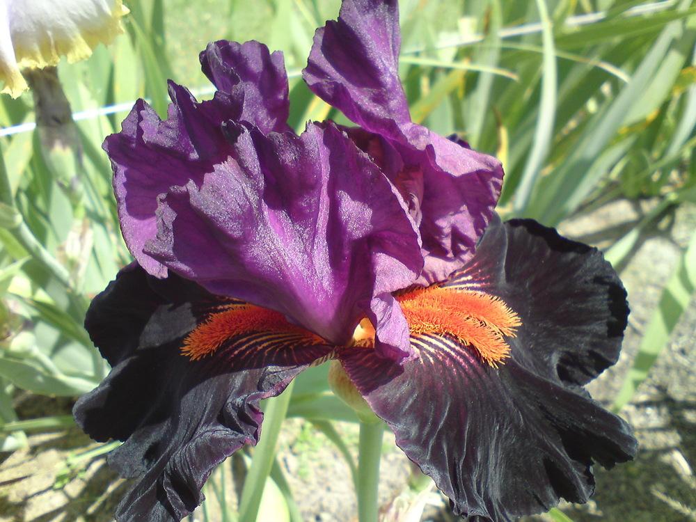 Photo of Tall Bearded Iris (Iris 'Fiery Temper') uploaded by LynDC