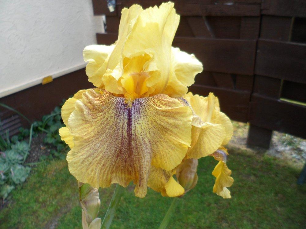 Photo of Tall Bearded Iris (Iris 'Desert Echo') uploaded by LynDC