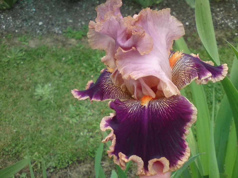 Photo of Tall Bearded Iris (Iris 'Latin Lark') uploaded by LynDC