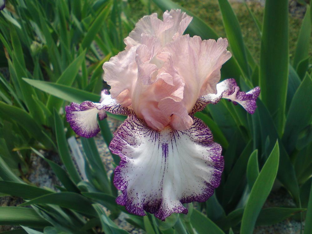 Photo of Tall Bearded Iris (Iris 'Roman Song') uploaded by LynDC