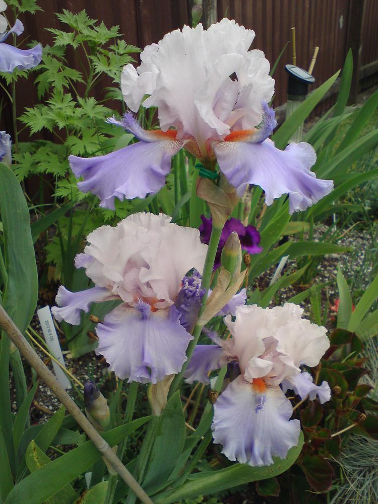 Photo of Tall Bearded Iris (Iris 'Announcement') uploaded by LynDC