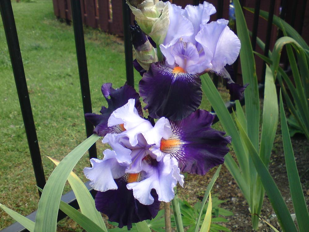 Photo of Tall Bearded Iris (Iris 'Cabaret Royale') uploaded by LynDC