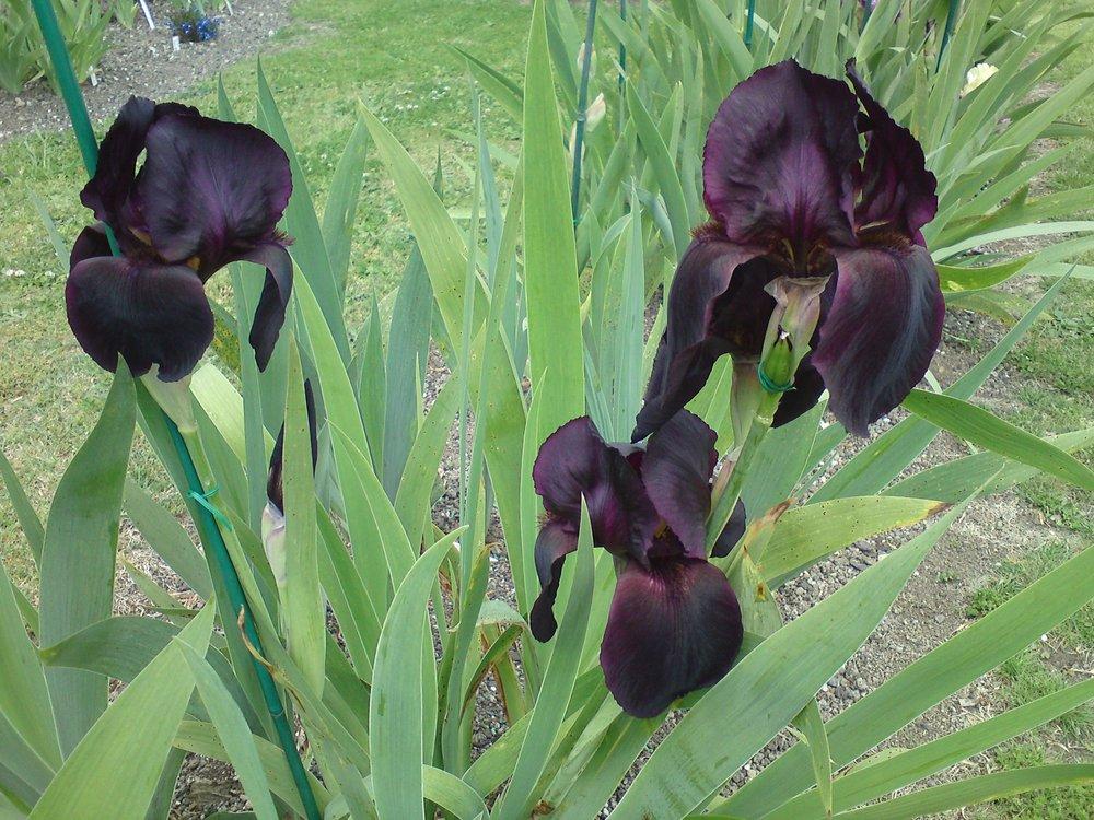 Photo of Tall Bearded Iris (Iris 'Edenite') uploaded by LynDC