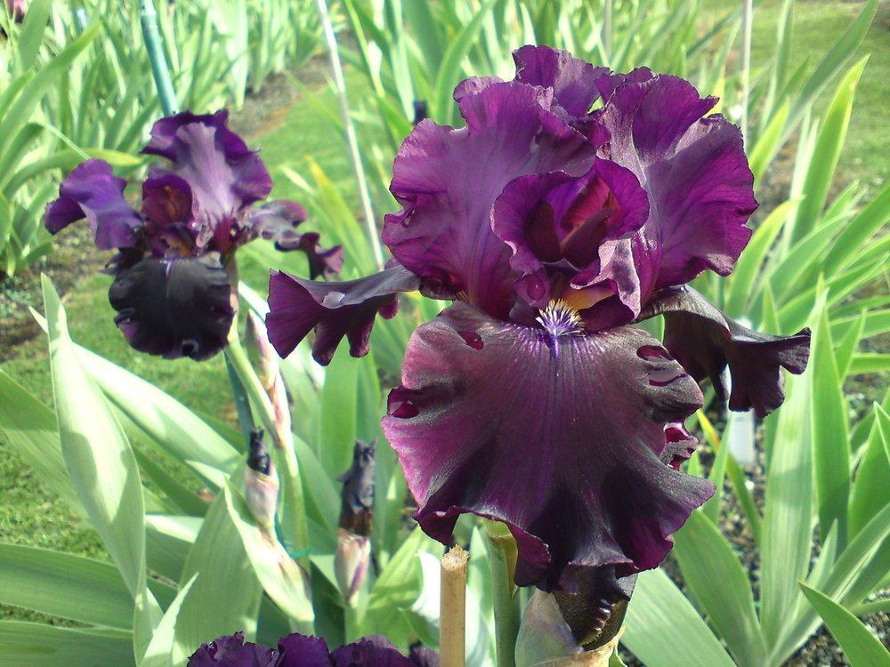 Photo of Tall Bearded Iris (Iris 'Harlem Hussy') uploaded by LynDC