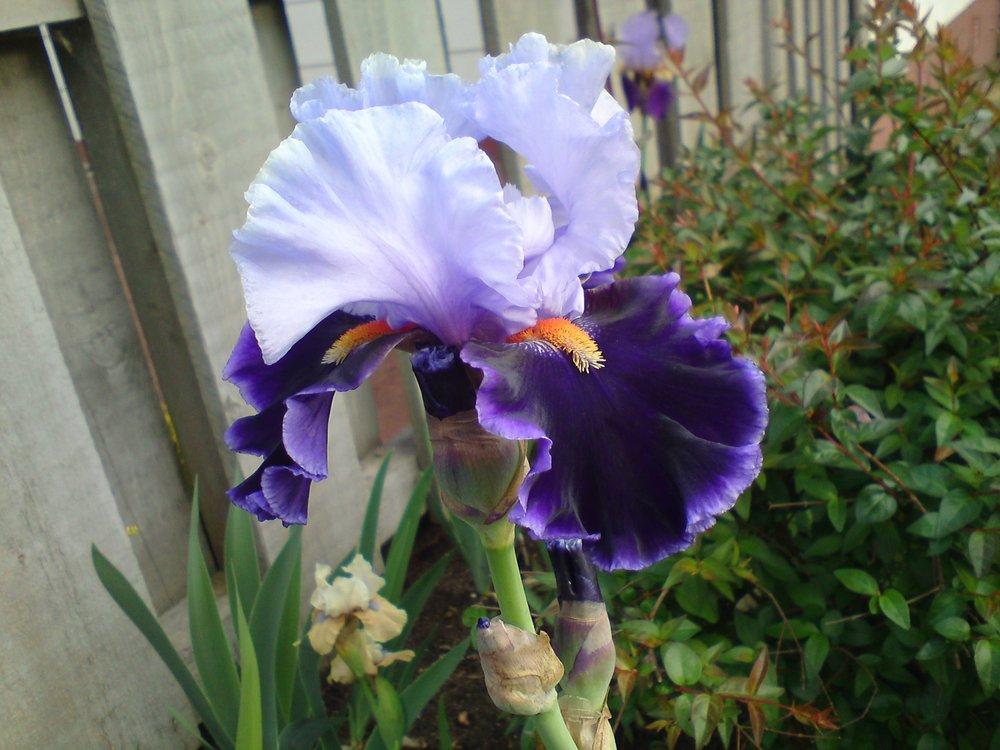 Photo of Tall Bearded Iris (Iris 'In Town') uploaded by LynDC