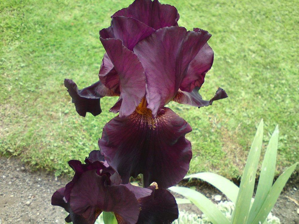 Photo of Tall Bearded Iris (Iris 'Night Flame') uploaded by LynDC