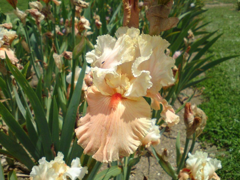 Photo of Tall Bearded Iris (Iris 'Rare Find') uploaded by LynDC