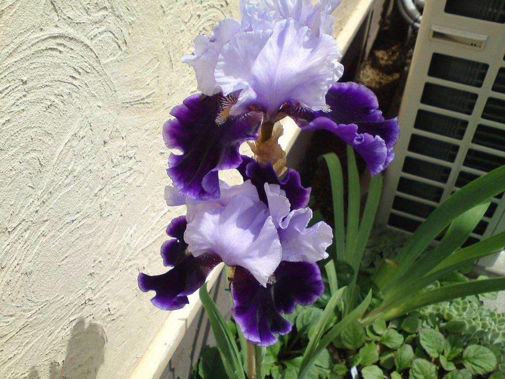 Photo of Tall Bearded Iris (Iris 'In Town') uploaded by LynDC