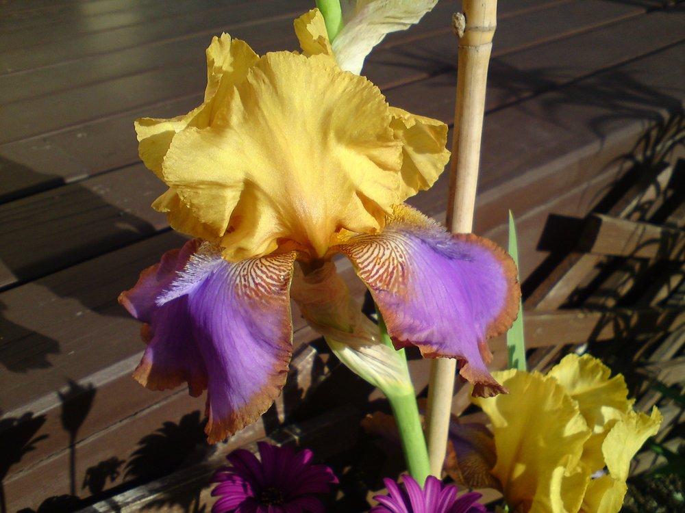 Photo of Tall Bearded Iris (Iris 'Gladys Austin') uploaded by LynDC