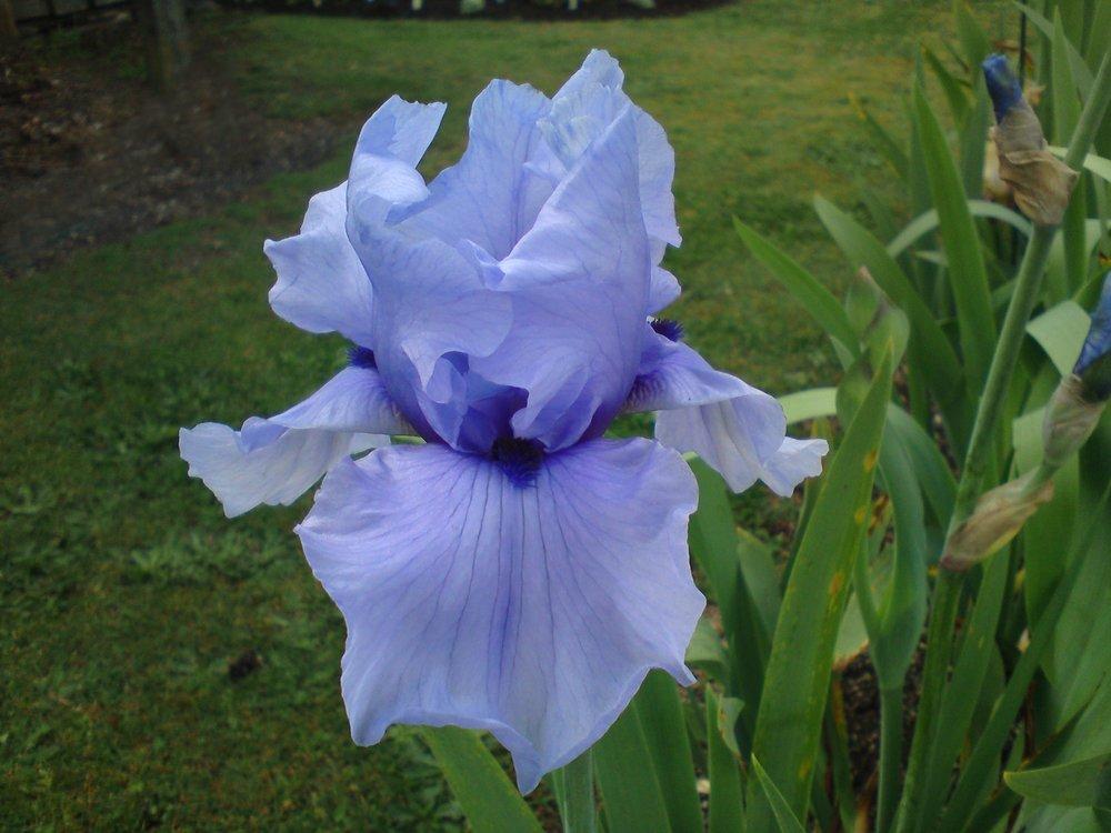 Photo of Tall Bearded Iris (Iris 'Codicil') uploaded by LynDC