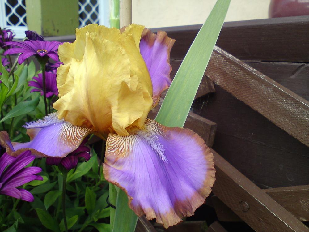 Photo of Tall Bearded Iris (Iris 'Gladys Austin') uploaded by LynDC