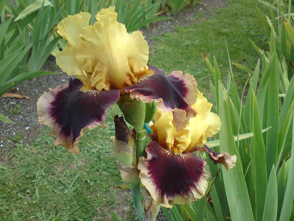 Photo of Tall Bearded Iris (Iris 'Mastery') uploaded by LynDC