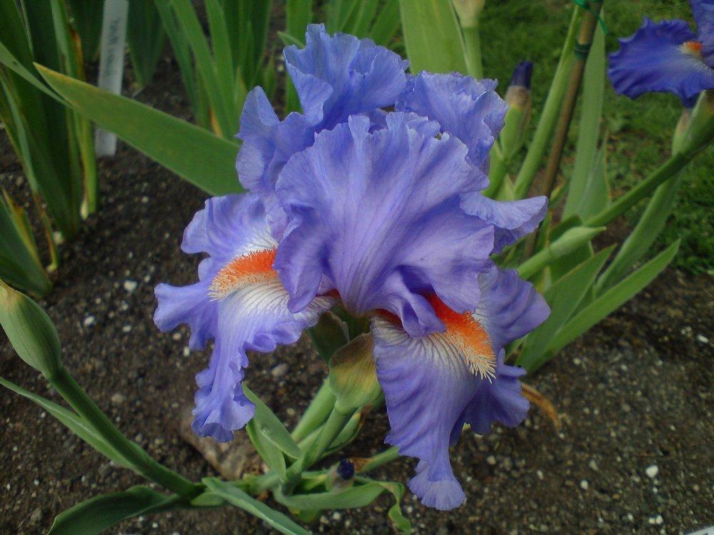 Photo of Tall Bearded Iris (Iris 'Eau Vive') uploaded by LynDC