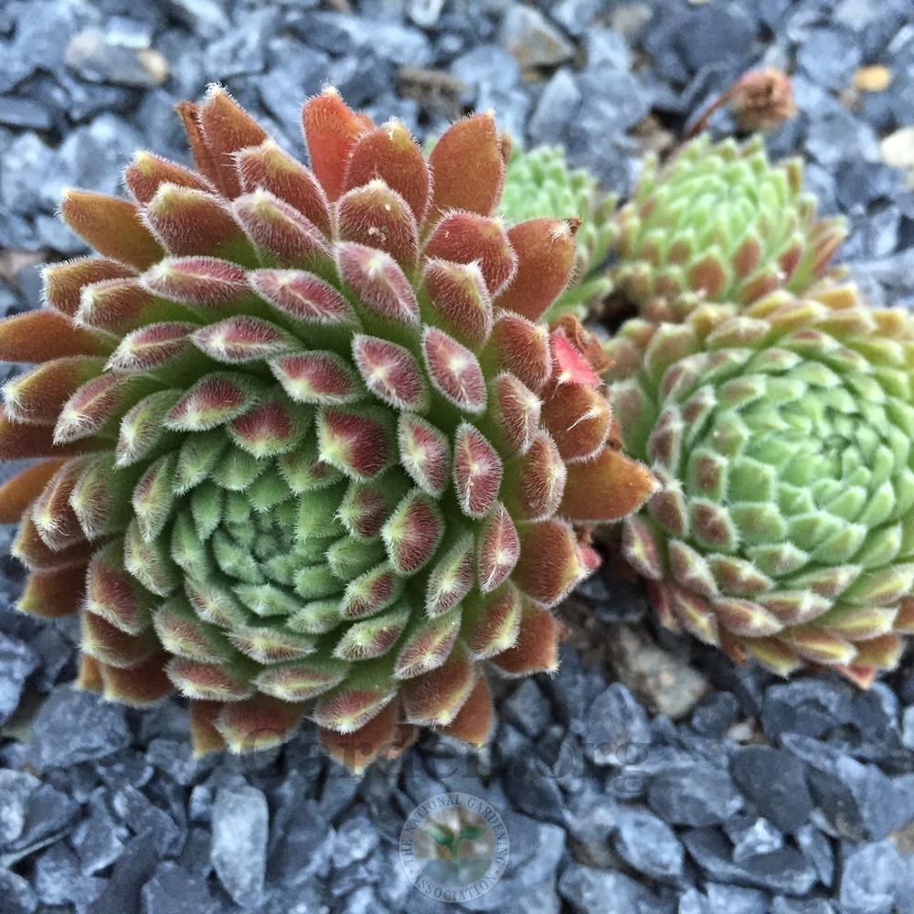 Photo of Hen and Chicks (Sempervivum 'Pacaya') uploaded by Patty