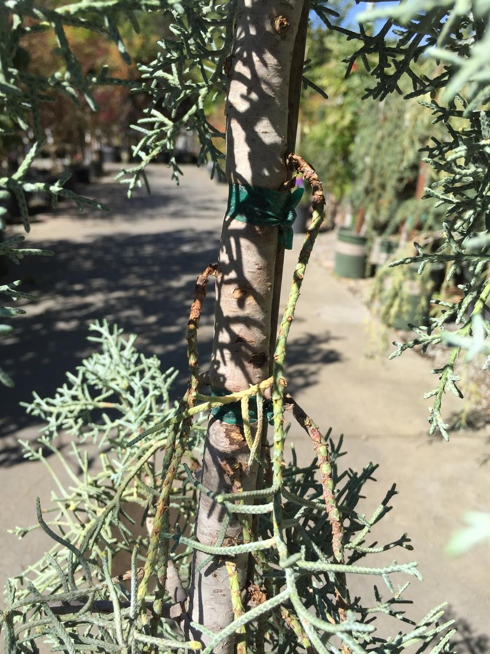 Photo of Smooth Arizona Cypress (Cupressus arizonica var. glabra 'Blue Pyramid') uploaded by SpringGreenThumb