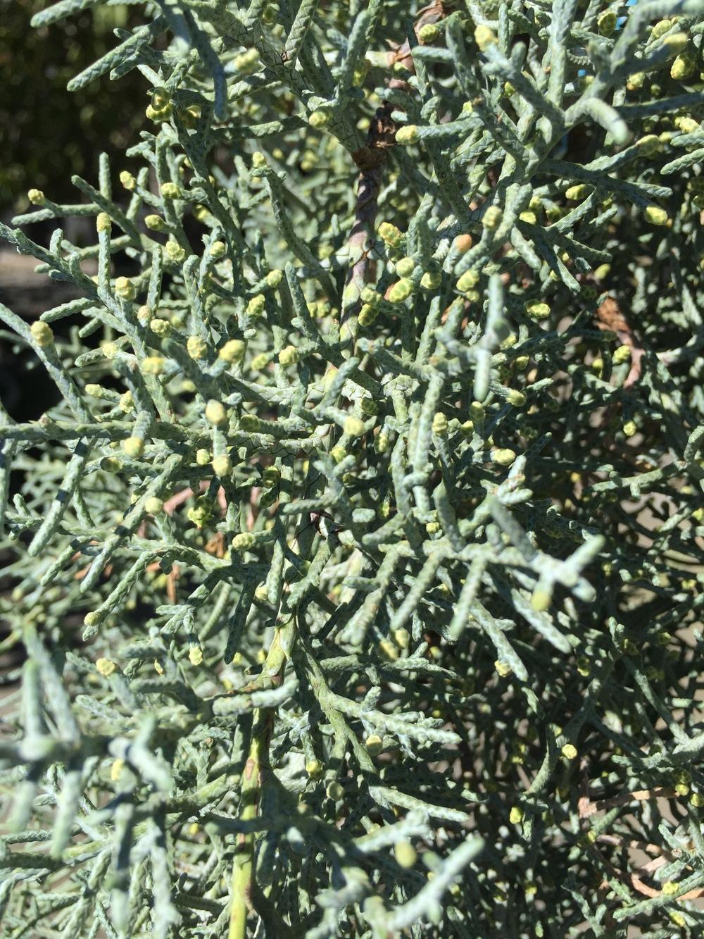Photo of Smooth Arizona Cypress (Cupressus arizonica var. glabra 'Blue Pyramid') uploaded by SpringGreenThumb