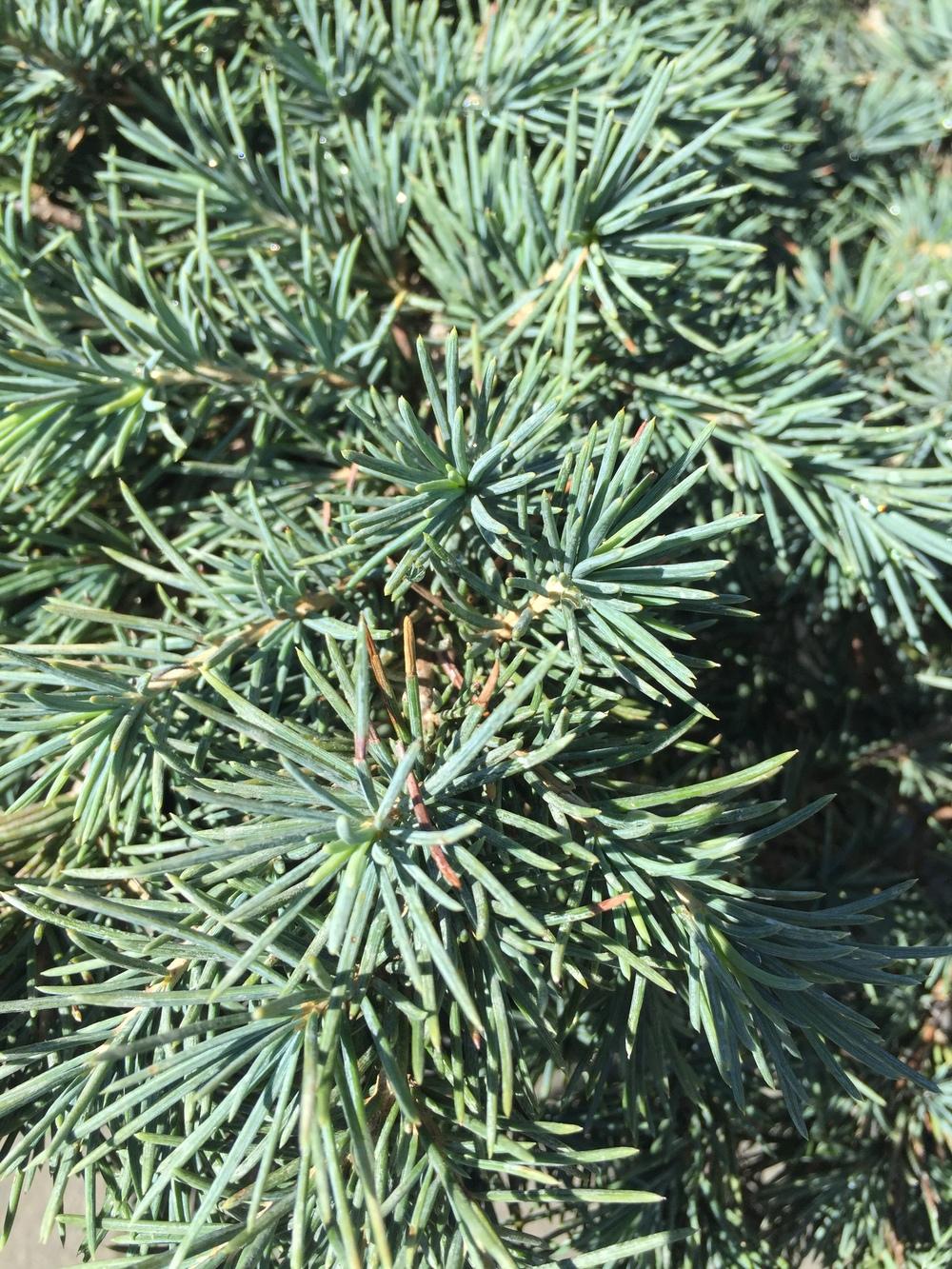 Photo of Cedrus deodara 'Prostrate Beauty' uploaded by SpringGreenThumb
