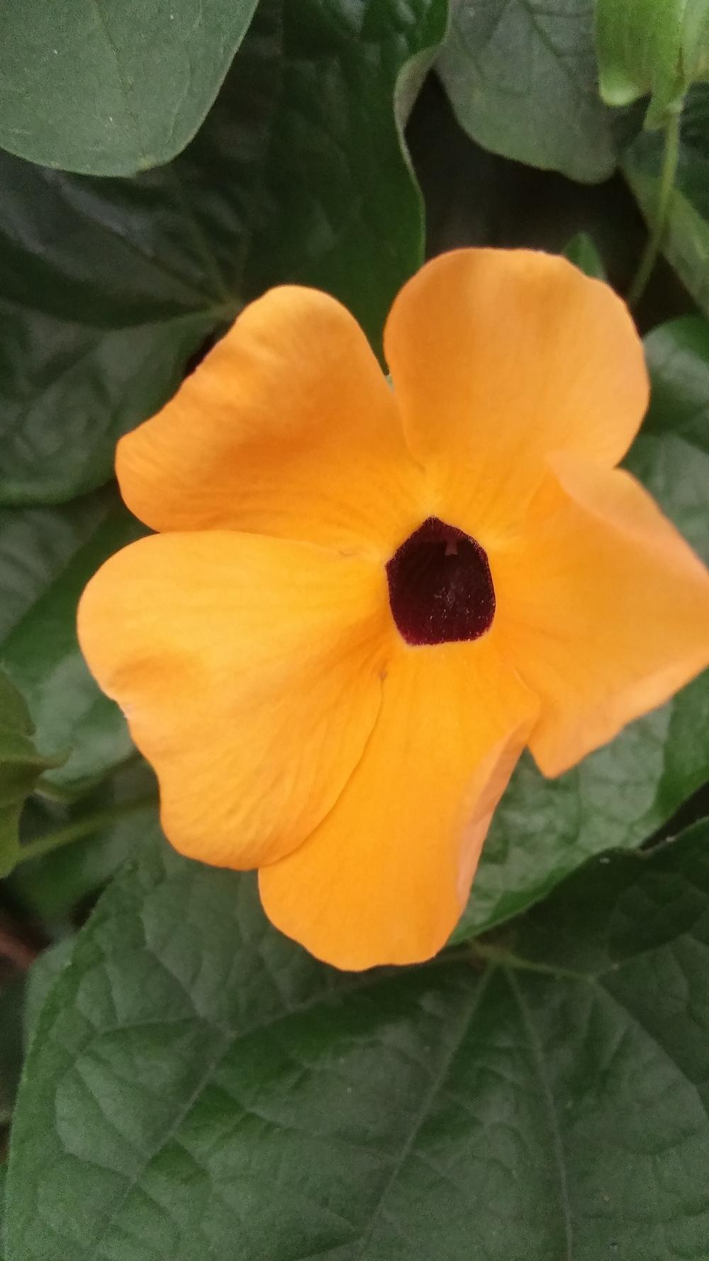 Photo of Black-Eyed Susan Vine (Thunbergia alata) uploaded by plantcollector