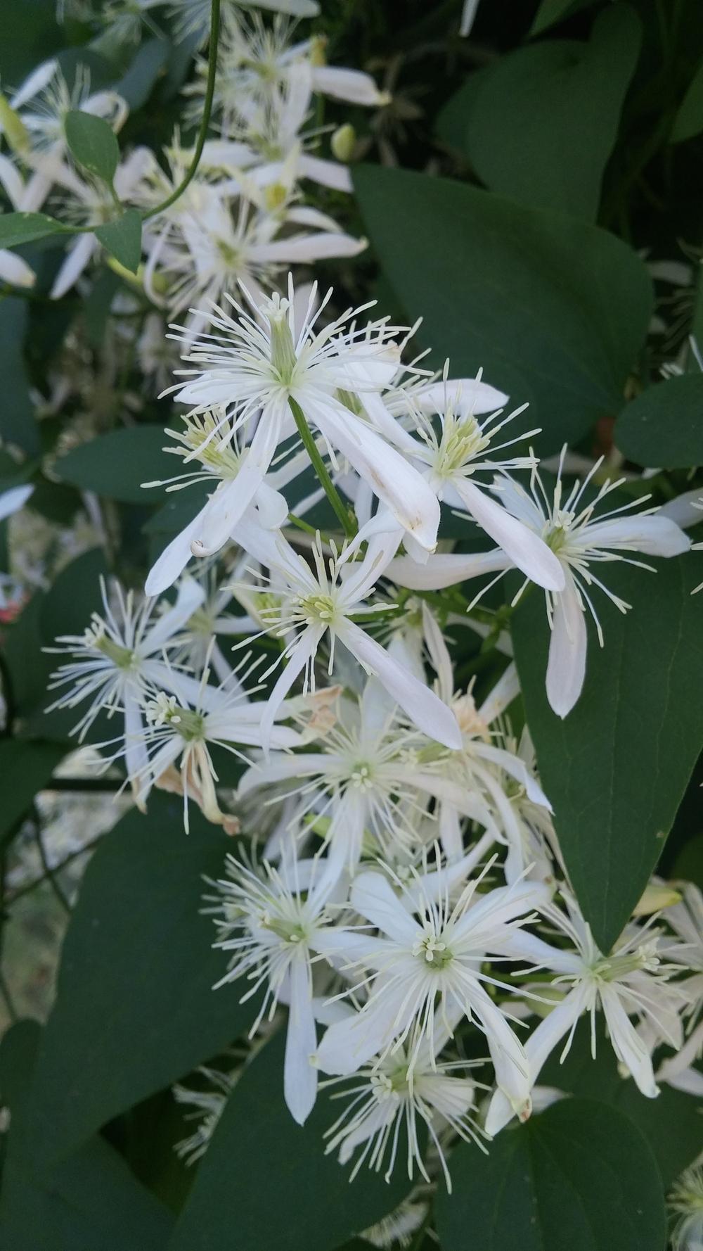 Photo of Sweet Autumn Clematis (Clematis terniflora) uploaded by plantcollector