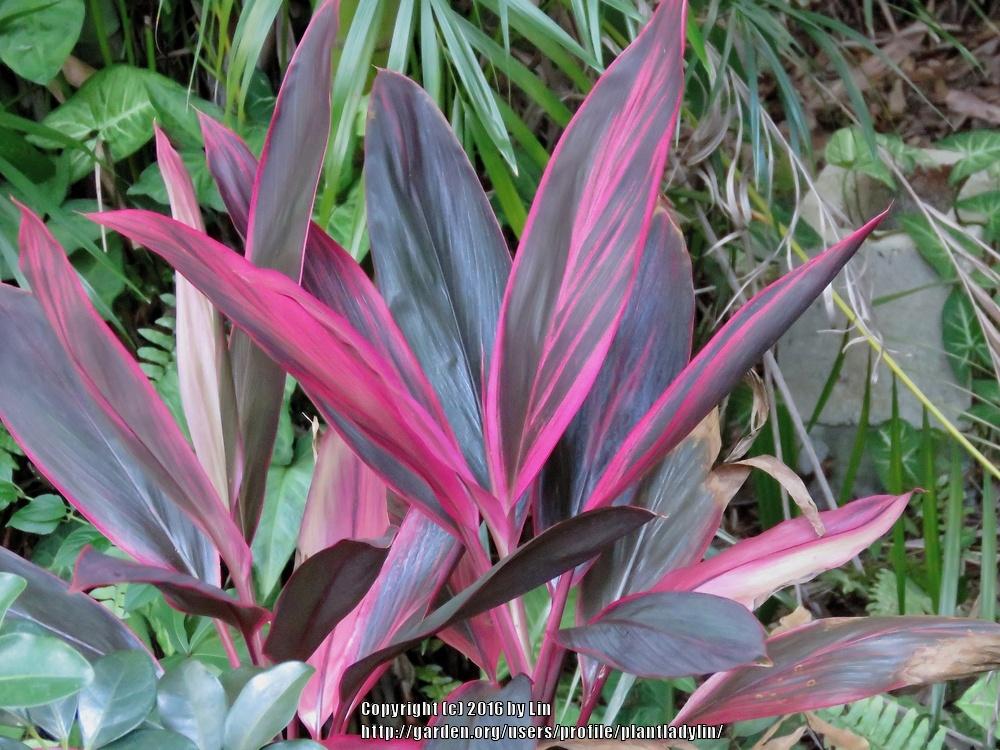 Photo of Ti Plant (Cordyline fruticosa 'Red Sister') uploaded by plantladylin