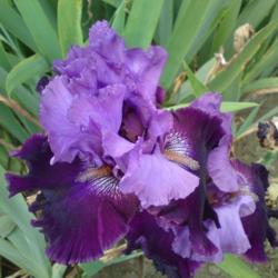 Location: New Zealand
Taken at the 'Amazing Iris Garden', Bay of Plenty, New Zealand