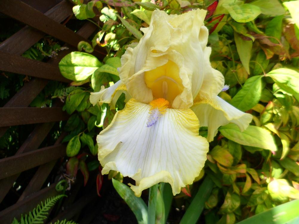 Photo of Tall Bearded Iris (Iris 'Sky Hooks') uploaded by LynDC