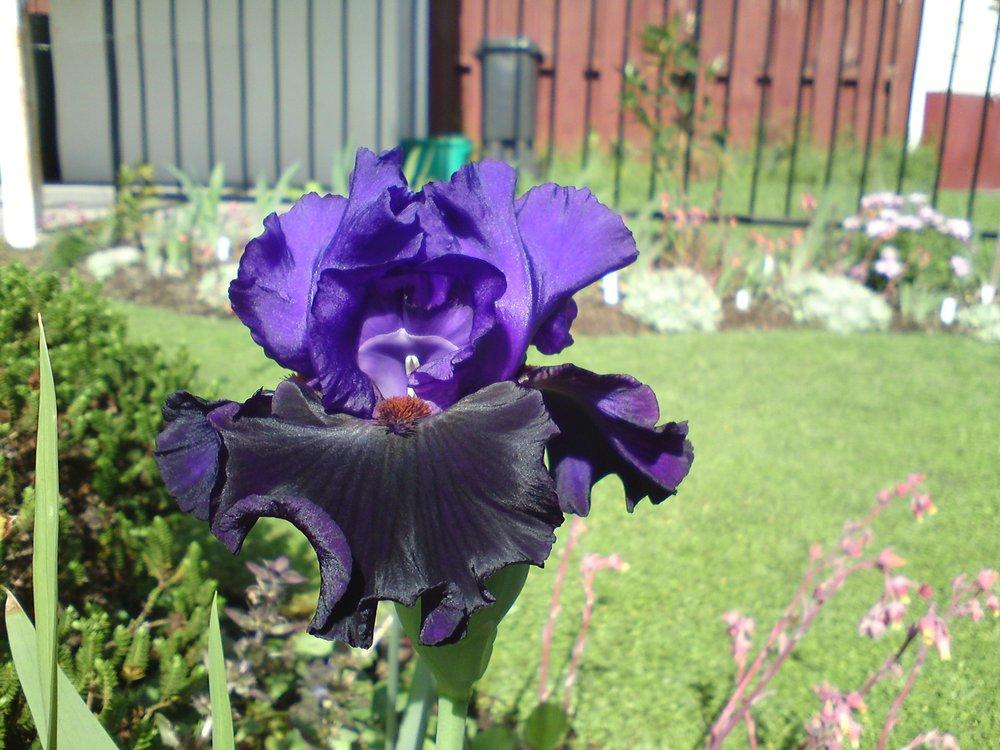 Photo of Tall Bearded Iris (Iris 'Wild Wings') uploaded by LynDC