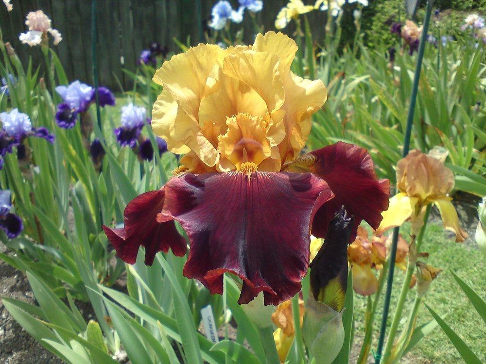 Photo of Tall Bearded Iris (Iris 'Supreme Sultan') uploaded by LynDC