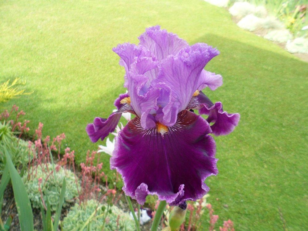 Photo of Tall Bearded Iris (Iris 'About Town') uploaded by LynDC