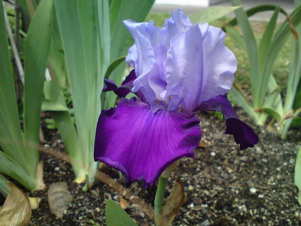 Photo of Tall Bearded Iris (Iris 'Success Story') uploaded by LynDC