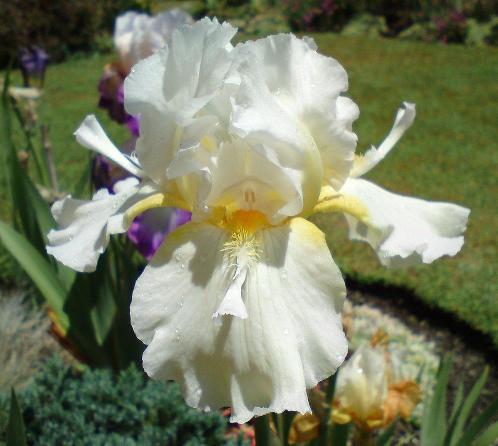 Photo of Tall Bearded Iris (Iris 'Snow Spoon') uploaded by LynDC