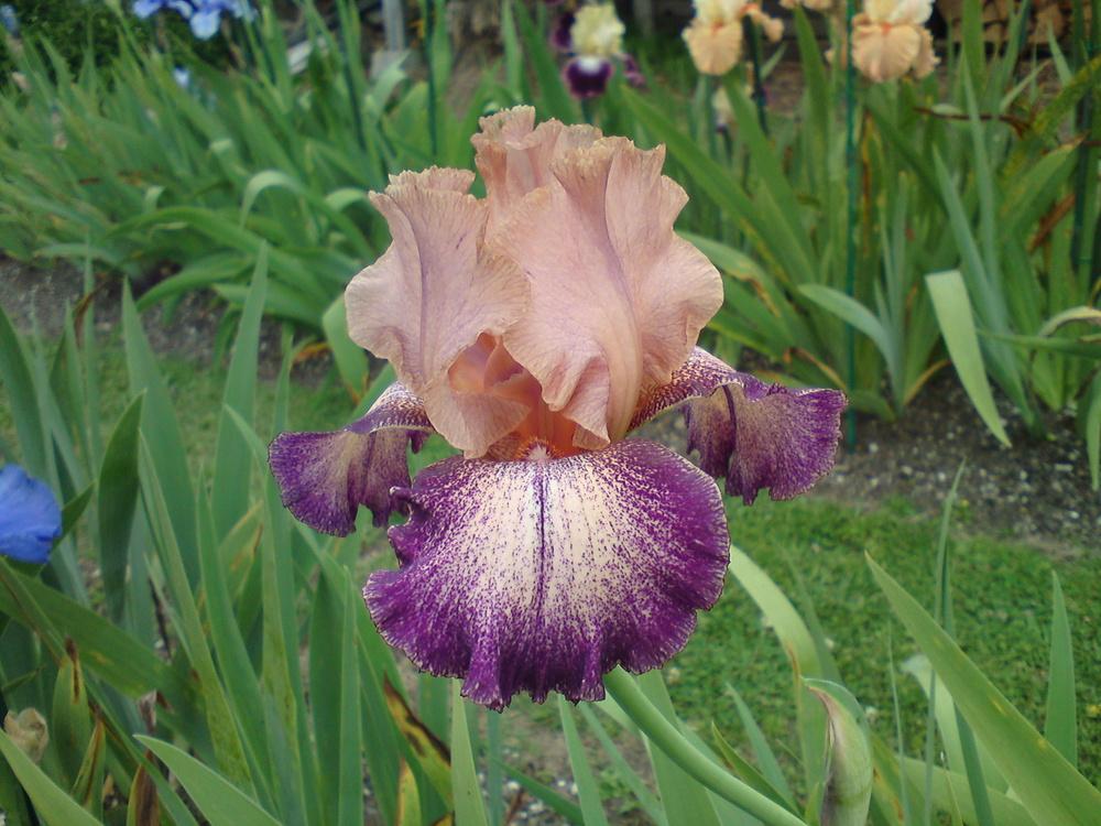 Photo of Tall Bearded Iris (Iris 'Secret Melody') uploaded by LynDC