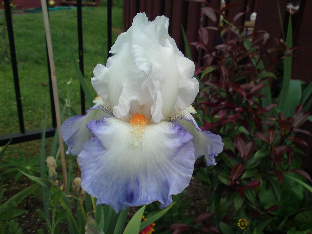 Photo of Tall Bearded Iris (Iris 'Rebecca Perret') uploaded by LynDC