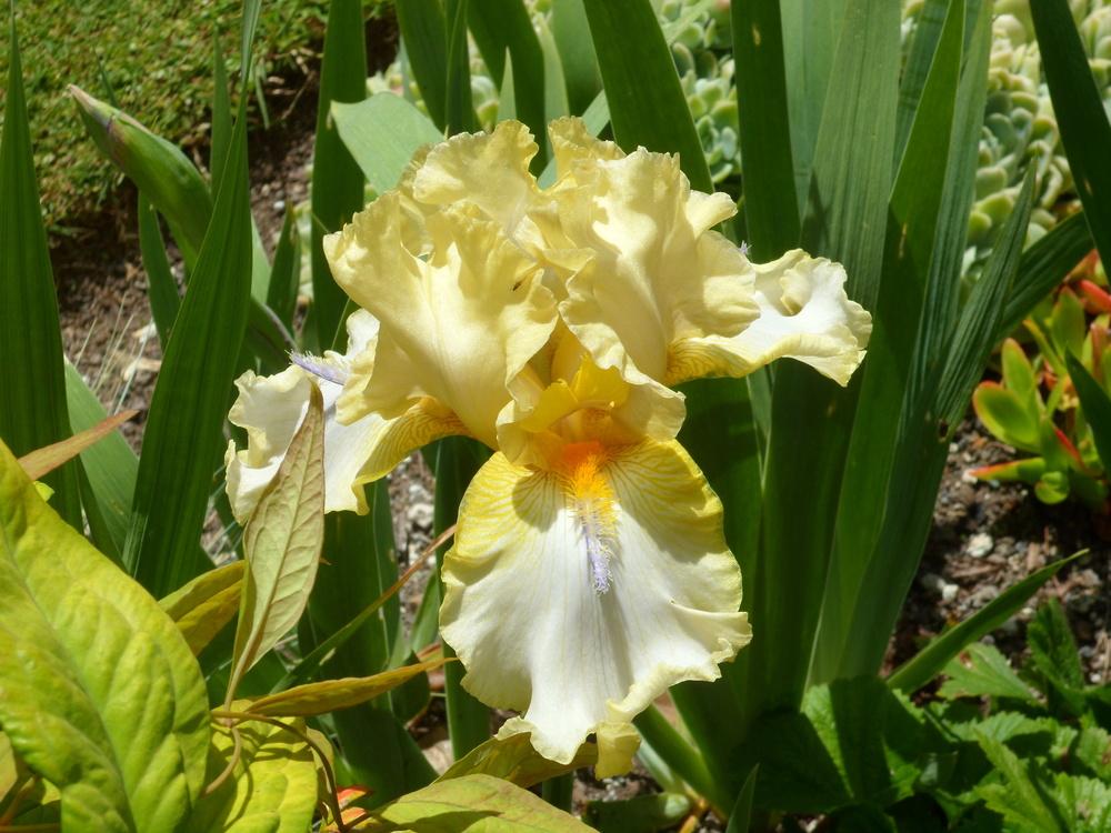 Photo of Tall Bearded Iris (Iris 'Sky Hooks') uploaded by LynDC
