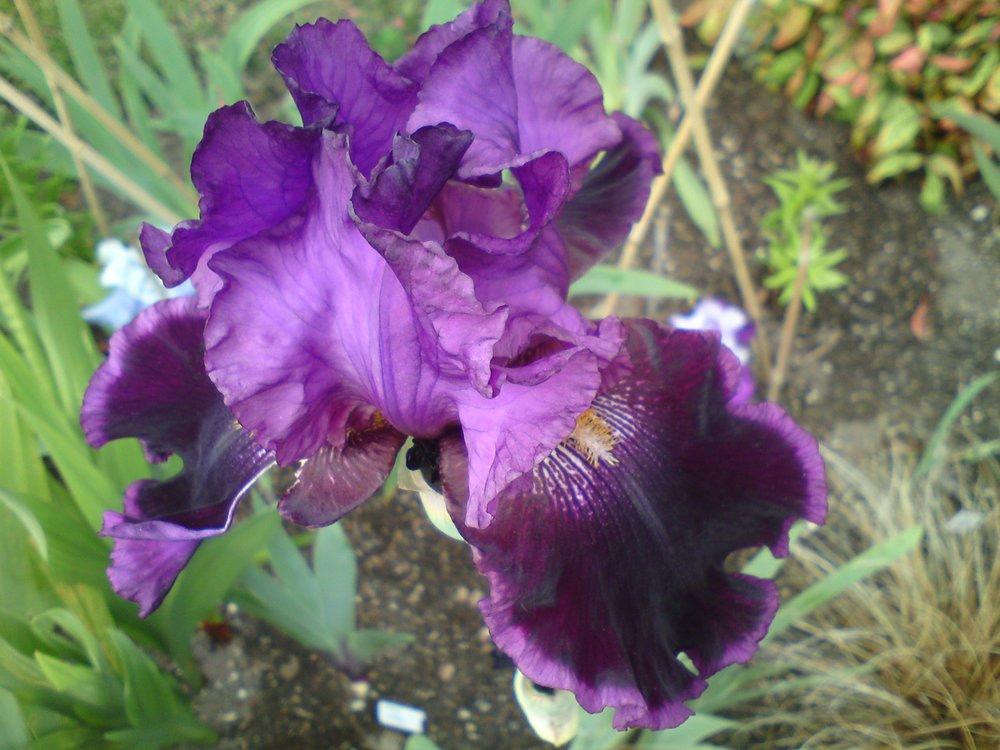 Photo of Tall Bearded Iris (Iris 'Sooner Serenade') uploaded by LynDC