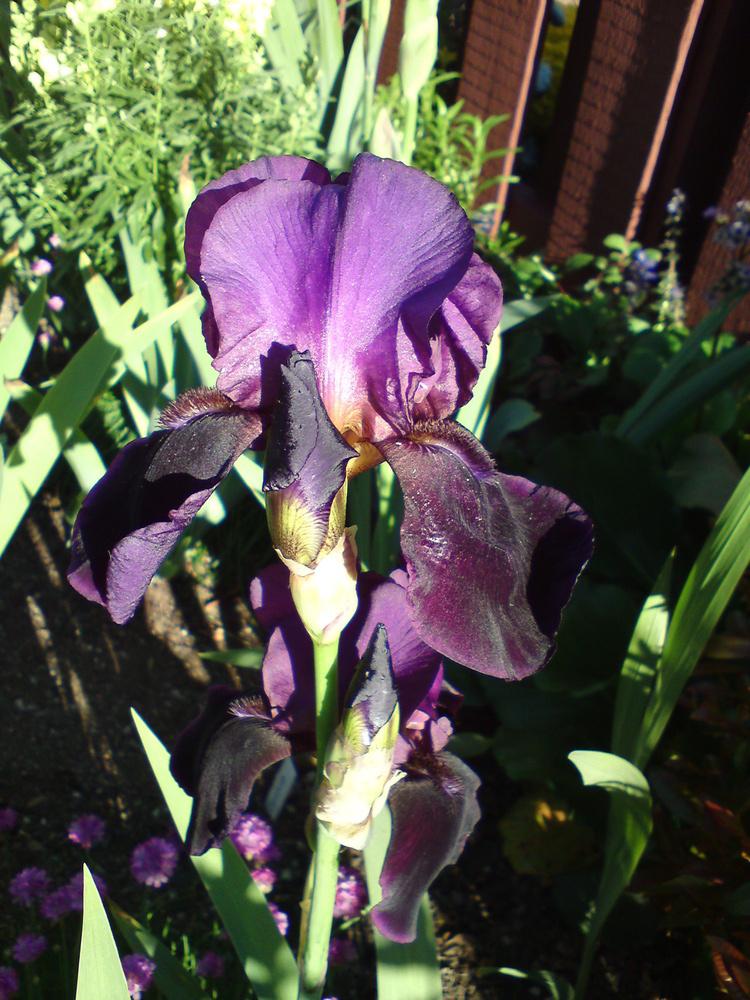 Photo of Tall Bearded Iris (Iris 'Black Belle') uploaded by LynDC