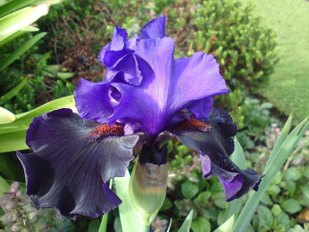 Photo of Tall Bearded Iris (Iris 'Wild Wings') uploaded by LynDC