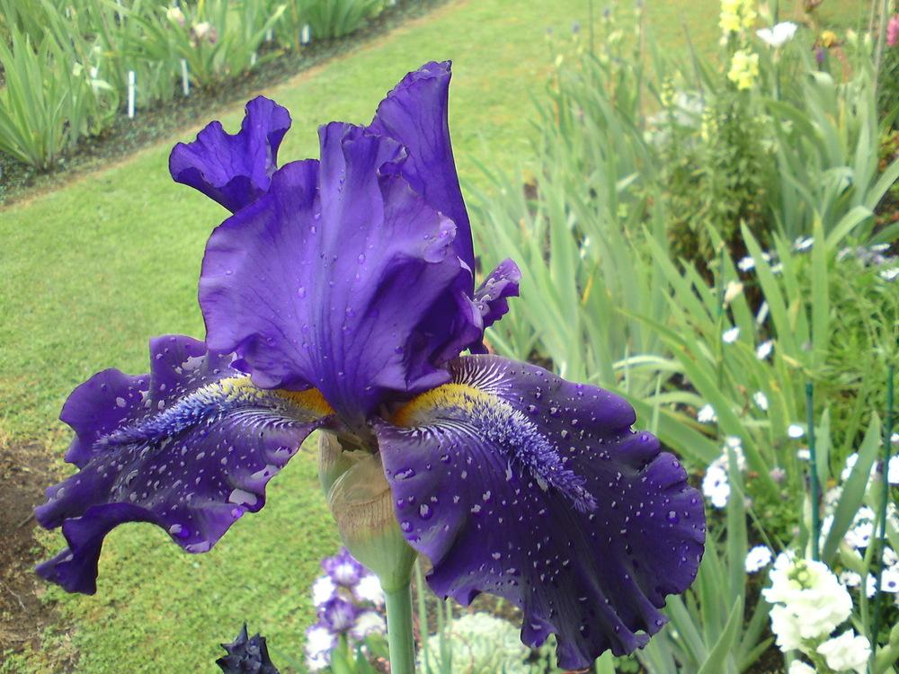Photo of Tall Bearded Iris (Iris 'Snake Bite') uploaded by LynDC
