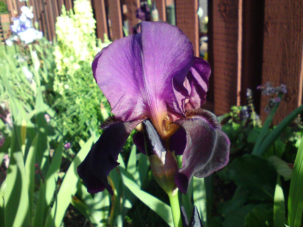 Photo of Tall Bearded Iris (Iris 'Black Belle') uploaded by LynDC