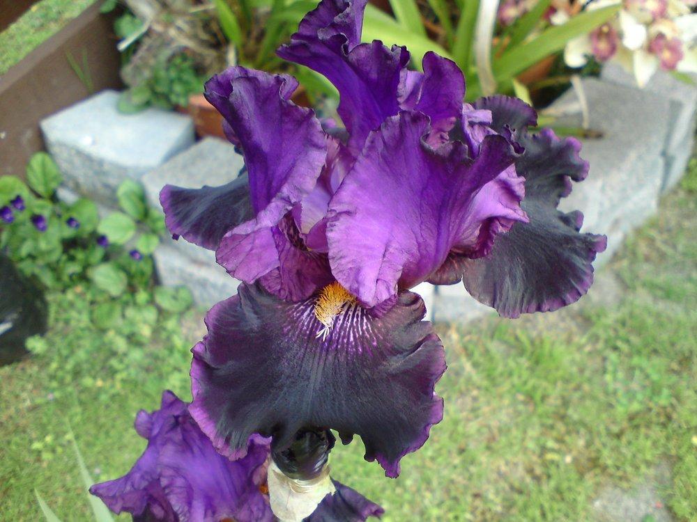 Photo of Tall Bearded Iris (Iris 'Sooner Serenade') uploaded by LynDC