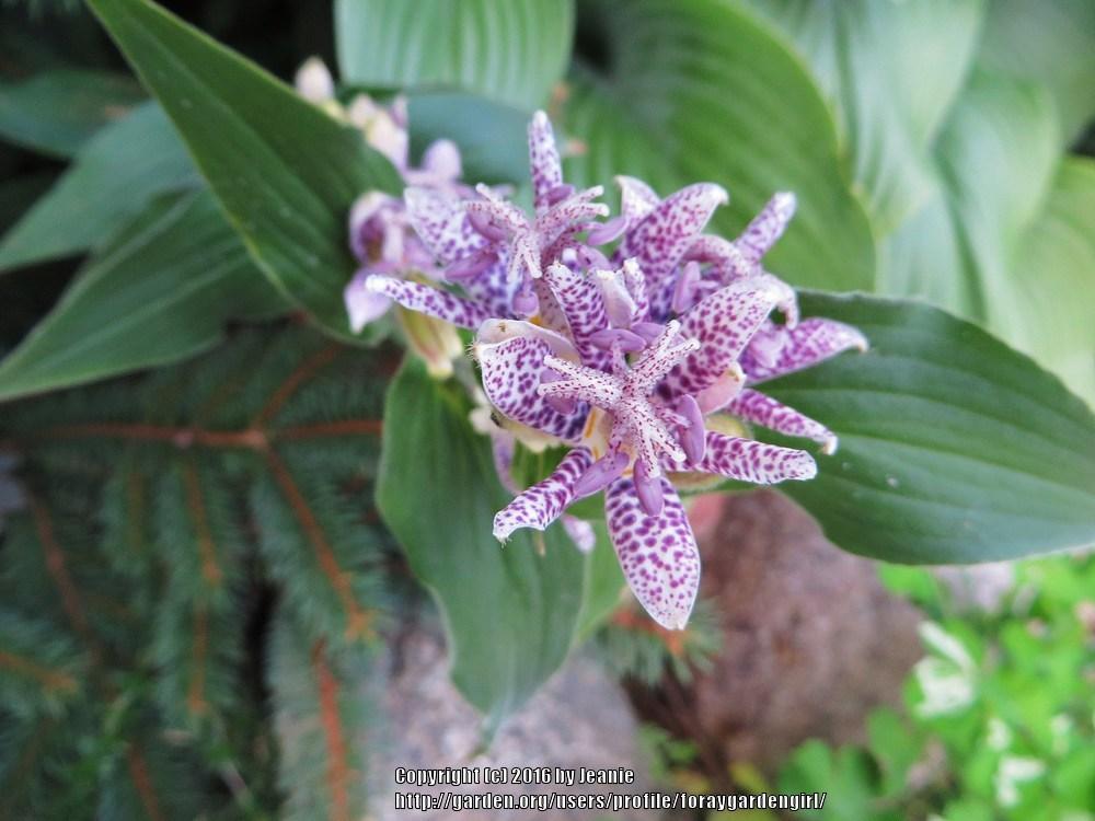 Photo of Toad Lily (Tricyrtis hirta 'Blue Wonder') uploaded by foraygardengirl