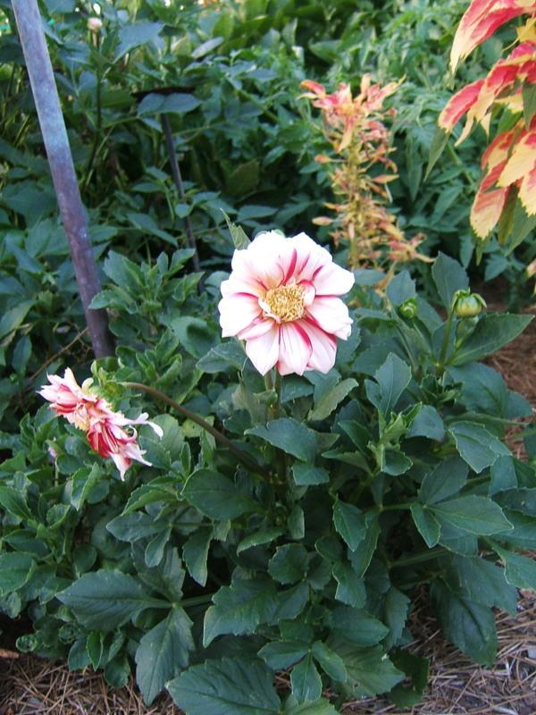 Photo of Dahlia 'Fire and Ice' uploaded by pirl