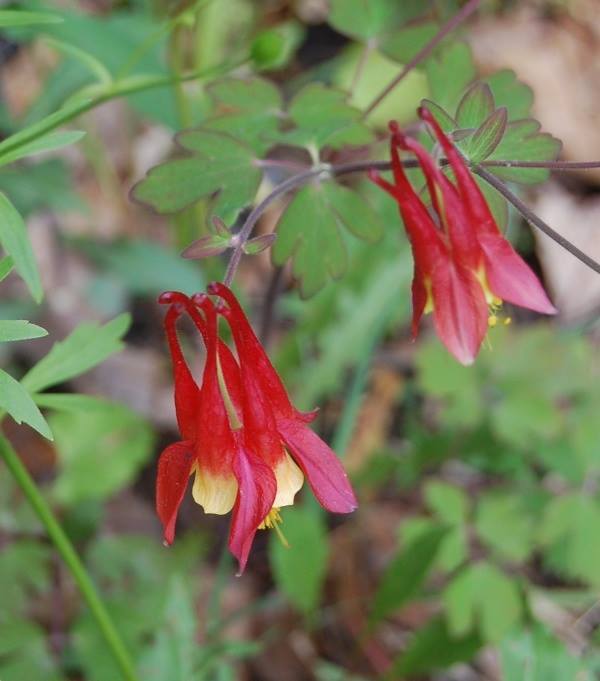 Photo of Eastern Red Columbine (Aquilegia canadensis) uploaded by pixie62560