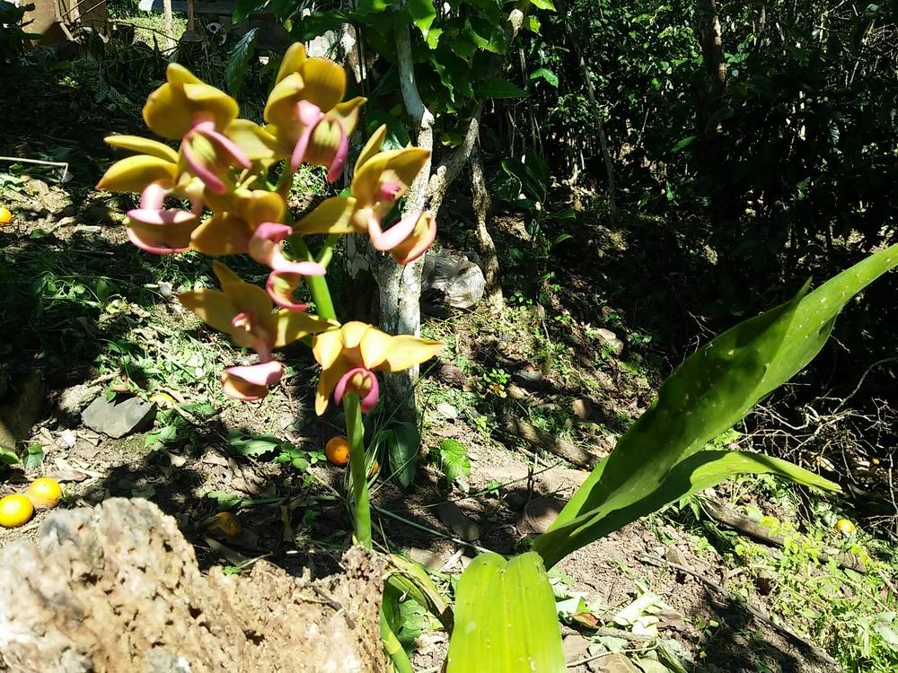 Photo of Orchid (Mormodes andicola) uploaded by titoncito